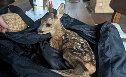 Rehkitz auf Abwegen: Autobahnpolizei rettet "Bambi" von A38