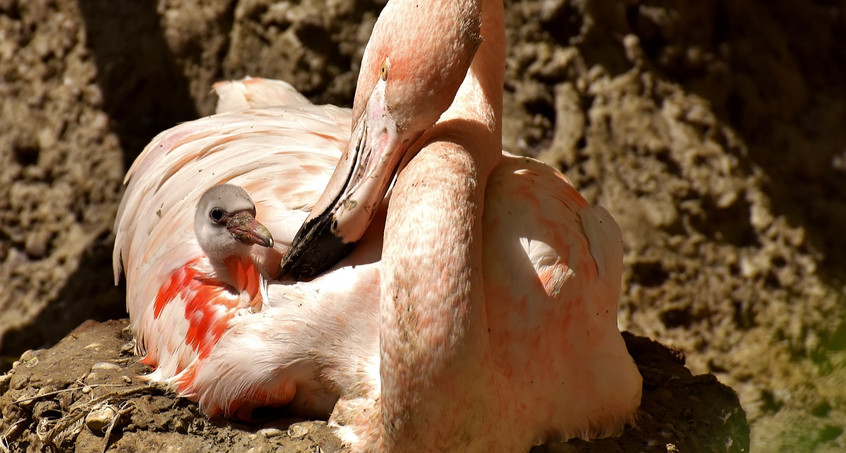 Die ersten Flamingo-Küken sind in Erfurt geschlüpft