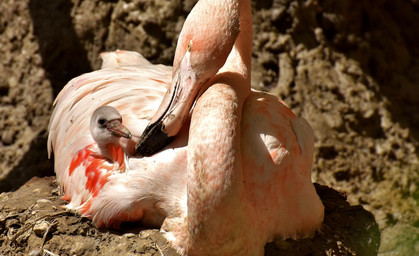 Die ersten Flamingo-Küken sind in Erfurt geschlüpft