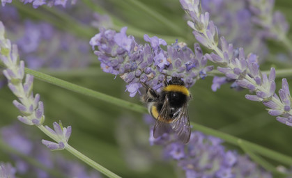 Gartenhummel ist "Gartentier des Jahres"