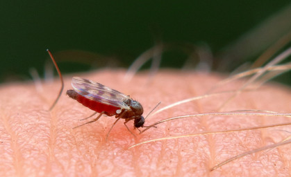 Mücken haben Hochsaison - So schützen Sie sich 