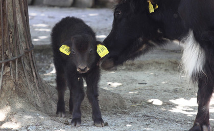 Erstes Yak-Kalb des Jahres im Erfurter Zoo geboren