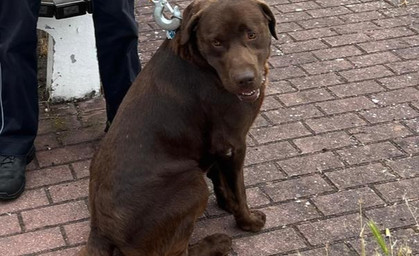 Hund bei A4 unterwegs - Wer vermisst den schokobraunen Labrador?