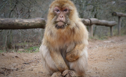 Sie wurde fast 30 Jahre alt - Affen-Omi Gunda ist tot