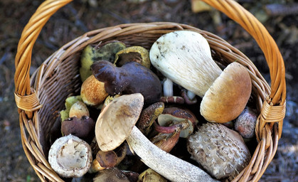 Pilzsaison startet dieses Jahr in Thüringen drei Wochen früher