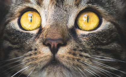 Thüringer entwickeln Grundlage für Katzenklappe mit Gesichtserkennung