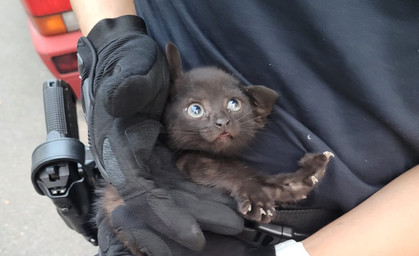 Kätzchen steckt unter Motorhaube fest - Polizei kommt zur Hilfe