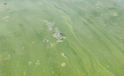 Blaualgen vermehren sich in Thüringer Gewässern 