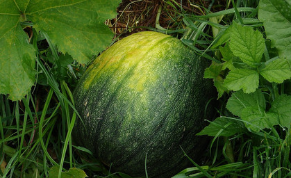 Melonen aus Thüringen - Obstgut Geier macht es möglich