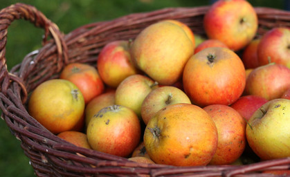 Apfelernte startet in Thüringen