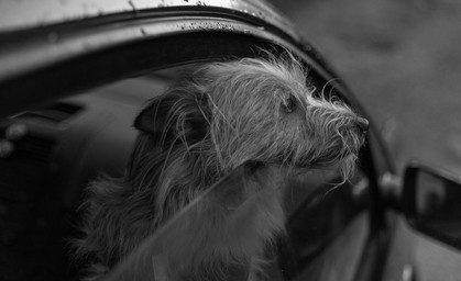 Über Stunden eingeschlossen: Zwei Hunde sterben in überhitztem Auto