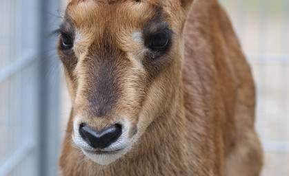 Kleine Rappenantilope im Zoopark Erfurt geboren