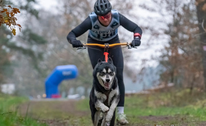 Schlittenhunde WM in Mühlberg