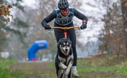 Schlittenhunde WM in Mühlberg