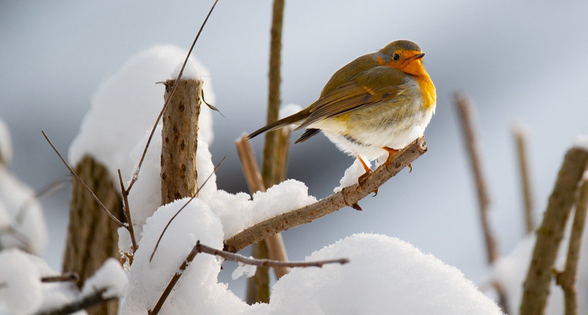 Es wird wieder gezählt: Stunde der Wintervögel
