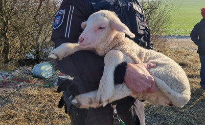 Tierischer Rettungseinsatz: Lämmer vor Kältetod gerettet