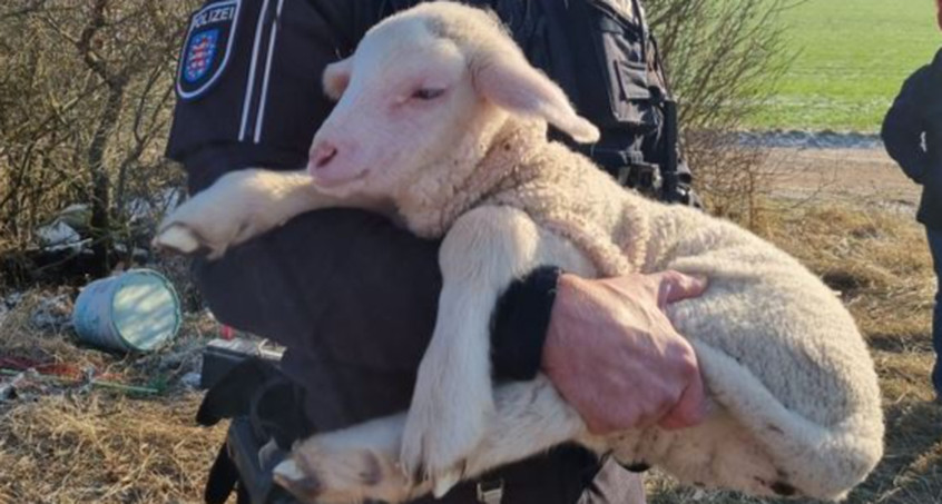 Tierischer Rettungseinsatz: Lämmer vor Kältetod gerettet