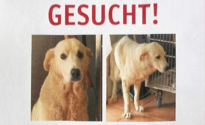 Geraerin hilft hilft als "Pet-Trailerin" bei der Suche vermisster Tiere