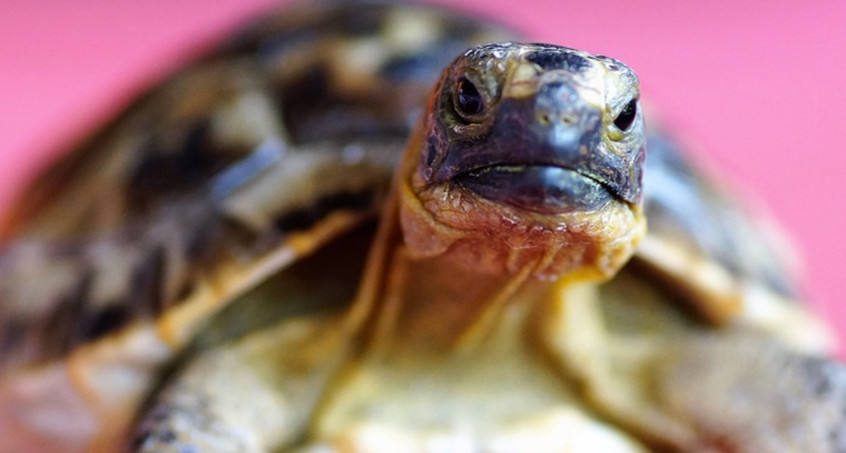 Vermeintliche Schildkröte sorgt für Polizeieinsatz in der Innenstadt