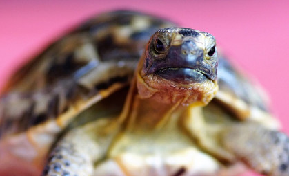 Vermeintliche Schildkröte sorgt für Polizeieinsatz in der Innenstadt