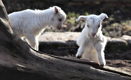 Erster Nachwuchs des Jahres im Zoo der großen Tiere