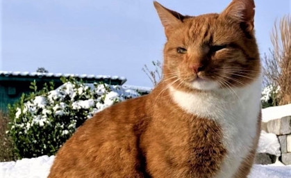 Kater Hugo beschossen und schwer verletzt - Wer kann Hinweise geben?