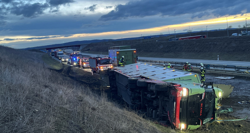 Viehtransporter verunglückt auf A71 - Kühe laufen auf Autobahn