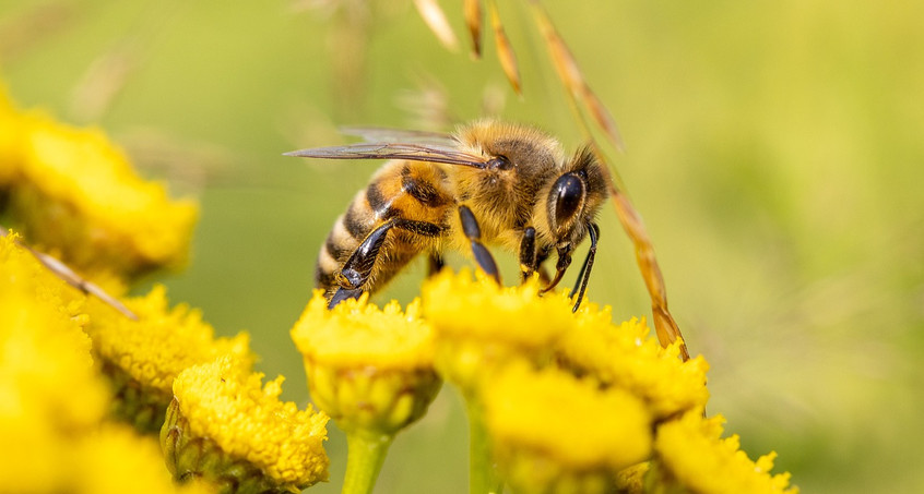 Bewerbung für Thüringer Naturschutzpreis möglich