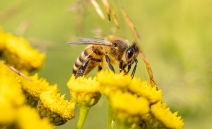 Bewerbung für Thüringer Naturschutzpreis möglich