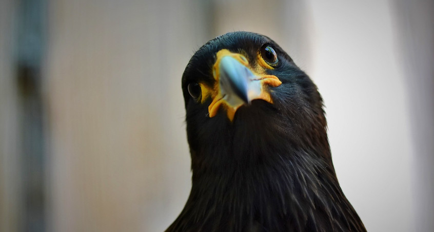 Wüstenbussard soll Tauben in Schmalkalden zum Umzug bewegen