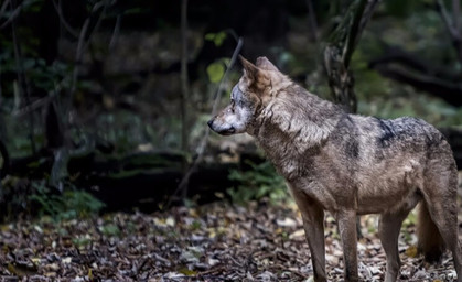 Wolfschutzverein will Siegesmund anzeigen