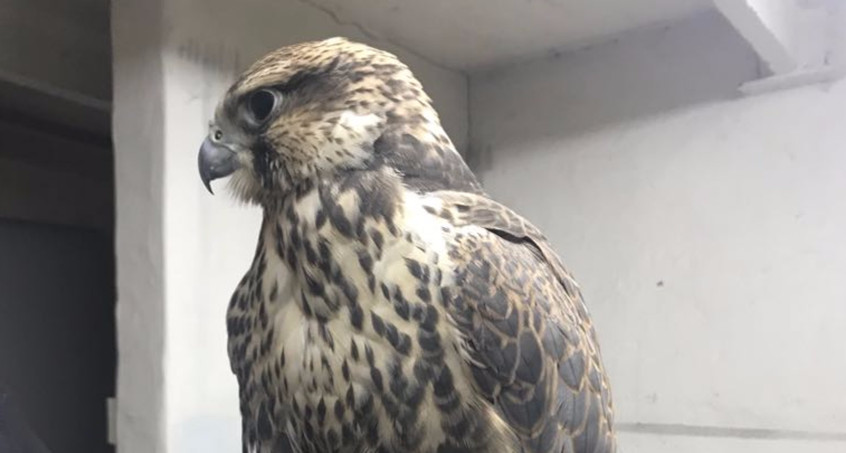Falke sitzt vor Kaufhaus