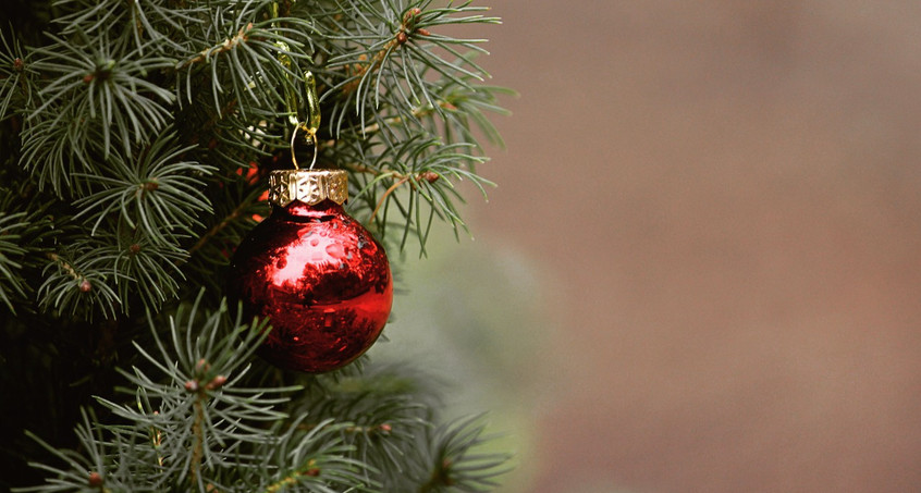 Sömmerda sucht Weihnachtsbäume