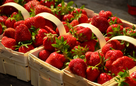 Start der Erdbeersaison: 10 Kuriose Fakten über die Sommerfrucht