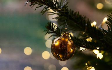 Jena sucht Weihnachtsbaum für Weihnachtsmarkt