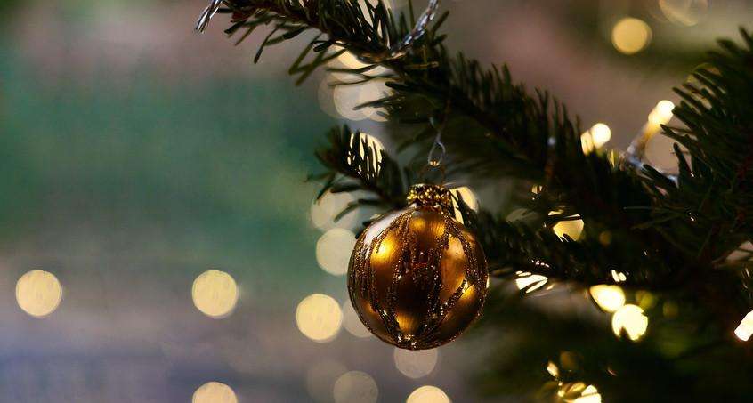 Jena sucht Weihnachtsbaum für Weihnachtsmarkt