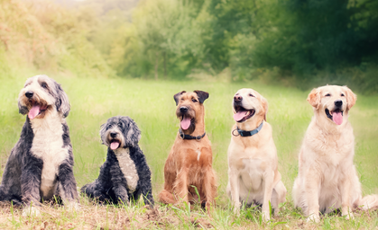 Tag des Hundes: Thüringen feiert mit Herz