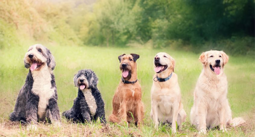 Tag des Hundes: Thüringen feiert mit Herz