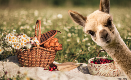 Picknick mit Flauschfaktor