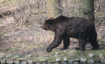 Bärenpark am Limit