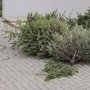 knutfeste-am-wochenende-in-thueringen-thinkstockphotos-533608581-weihnachtsbaum-entsorgen-855-tiny_c_01