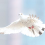 tag-des-heiligen-geistes-dove-2680487_1920_c_01