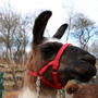 inventur-im-zoo-img_3668-855-tiny_c_01