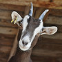 wetten-fuer-den-guten-zweck-goat-3613728_1920_c_01