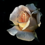 tag-der-komplimente-flower-3095507_1920-855-tiny_c_01