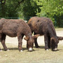 tierpark-gera-gewinnt-spendenvoting-22498962_2087407911285177_429558217269112855_o-855-tiny_c_01