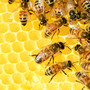 imkerprojekt-von-misereor-in-laos-bees-326337_1920_c_01