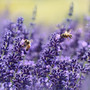 bienen--die-retter-der-natur-lavenders-1537694_1920_c_01