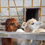 ungewoehnliche-haustiere---alpakas-20180219_112745-w855-tiny_c_01