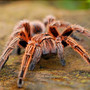 ungewoehnliche-haustiere---spinnen-spider-2740997_1920-w855-tiny_c_01